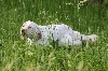 Bea Des forets correziennes
