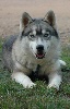 Troika's Dance with wolves ( dite d�cybel )