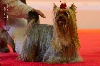 Daisy my love du Puy Dor�