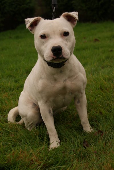 Staffordshire Bull Terrier - bullmitz Petite blanc - chiens-Staffordshire-Bull-Terrier-b3cbebe1-ce49-2744-9147-cd9562251037