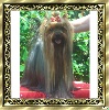 Duchesse du Puy Dor�