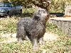 Cheyenne bleu des monts d'en crauzille