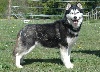 Magic Wolf Elyxir diabolic ( dite eb�ne)