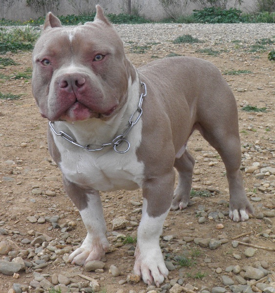 Chiot  Elevage Du Domaine Des Bully Babines  eleveur de chiens Bulldog Anglais 