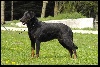 Eb�ne du Dragon Noir
