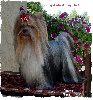 Funny-ladie du Puy Dor�