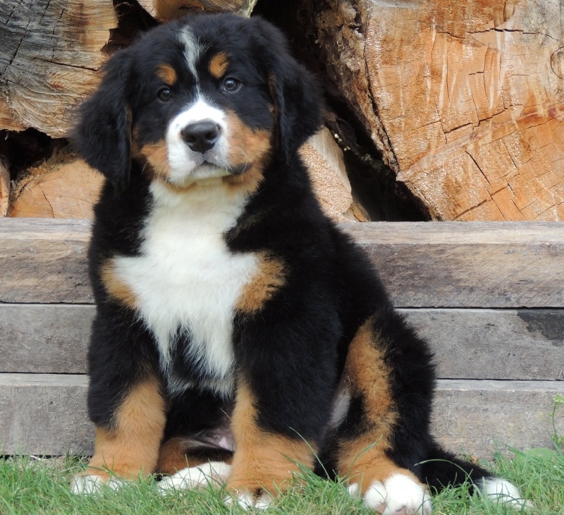 Chien Elevage Du Domaine D'athos eleveur de chiens Bouvier bernois