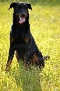 Gxena la guerriere de la No� d'Orient