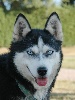 CH. Magic Wolf Urane