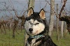 Magic Wolf Gemmy
