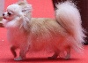 Galliano bellissimo Des plaines de cornouailles