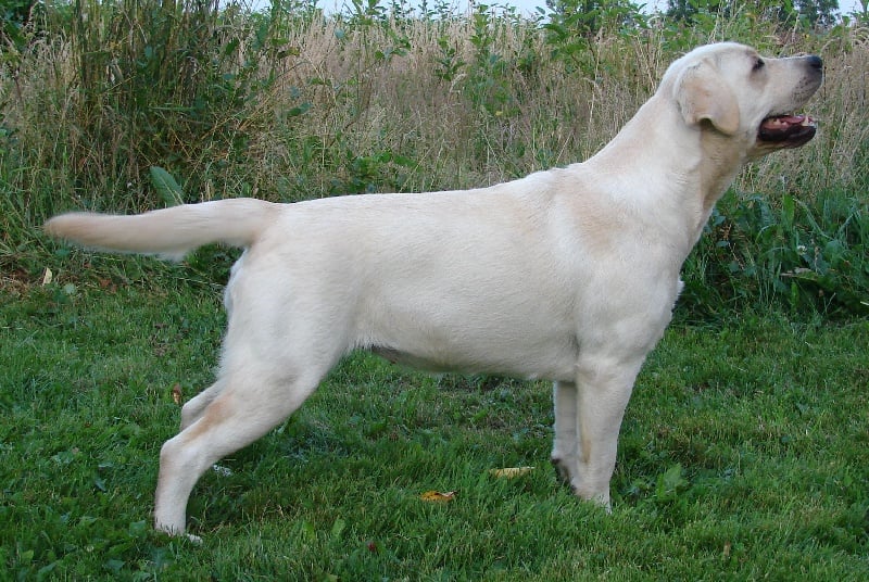 chiens-Labrador-Retriever-00f5b09c-dafe-
