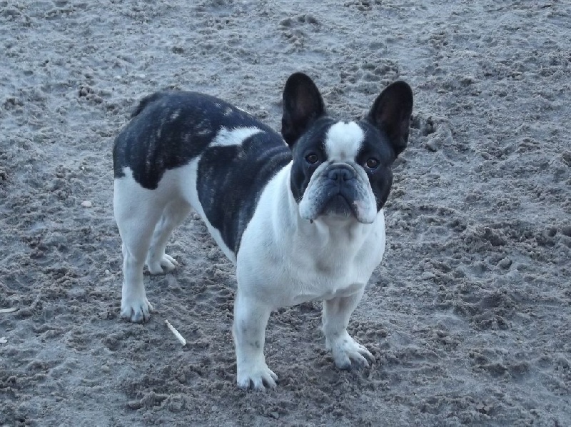 Hoara du domaine des vents d ouest chien de race toutes
