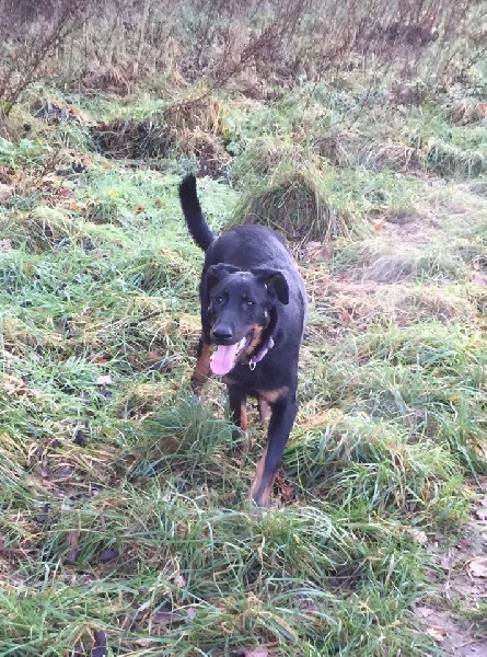 Elevage border collie normandie