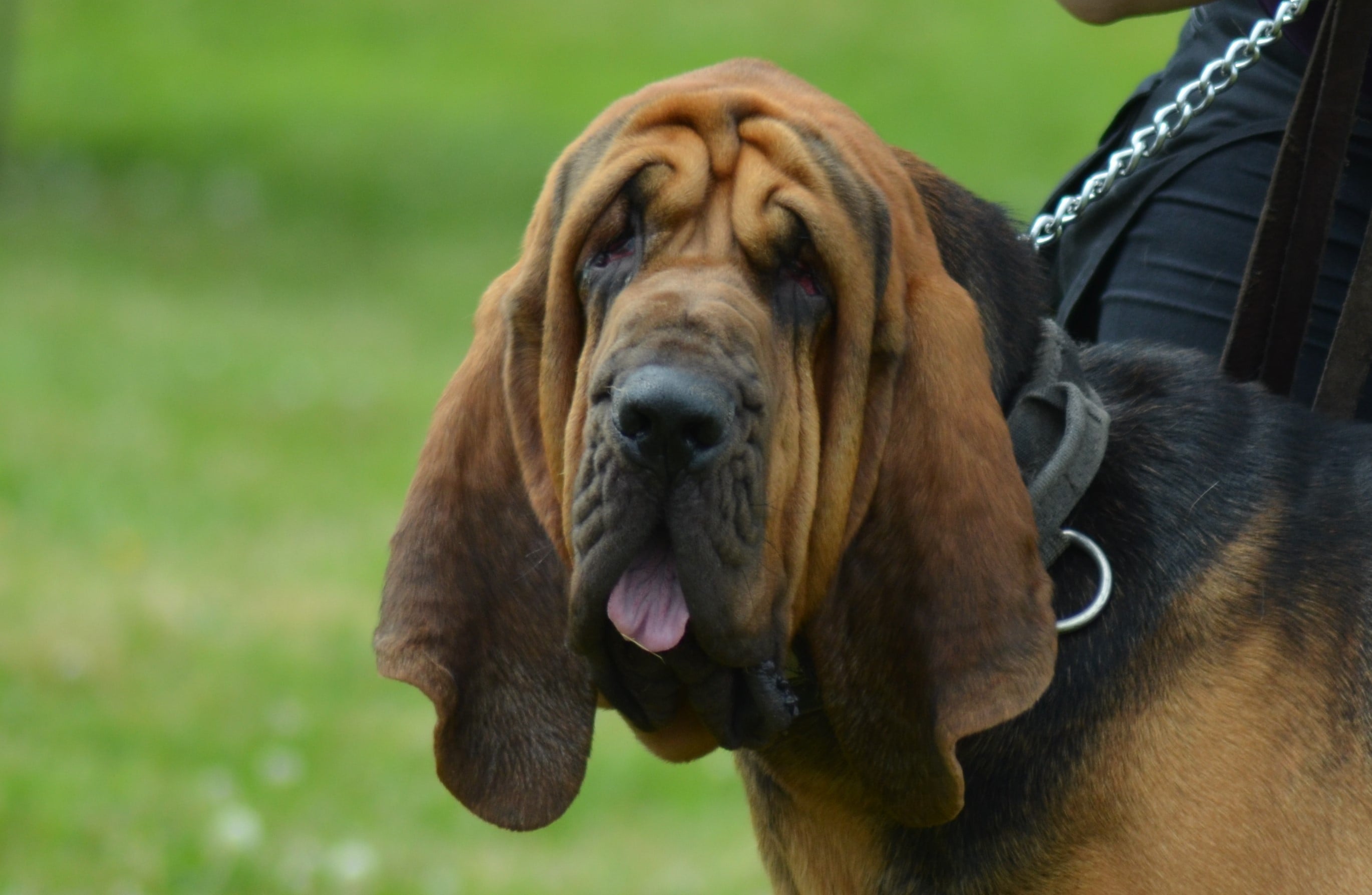 Standard officiel de chien FCI / SCC de la race canine Chien de SaintHubert