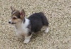 Welsh Corgi Pembroke