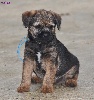 Border Terrier