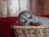 Siberian Husky
