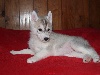 Siberian Husky
