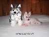 Siberian Husky