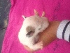 Bull Terrier