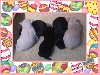Bichon Havanais