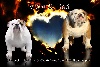Bulldog Anglais