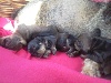 Chiots de l'�levage de la Corn�e des Chats