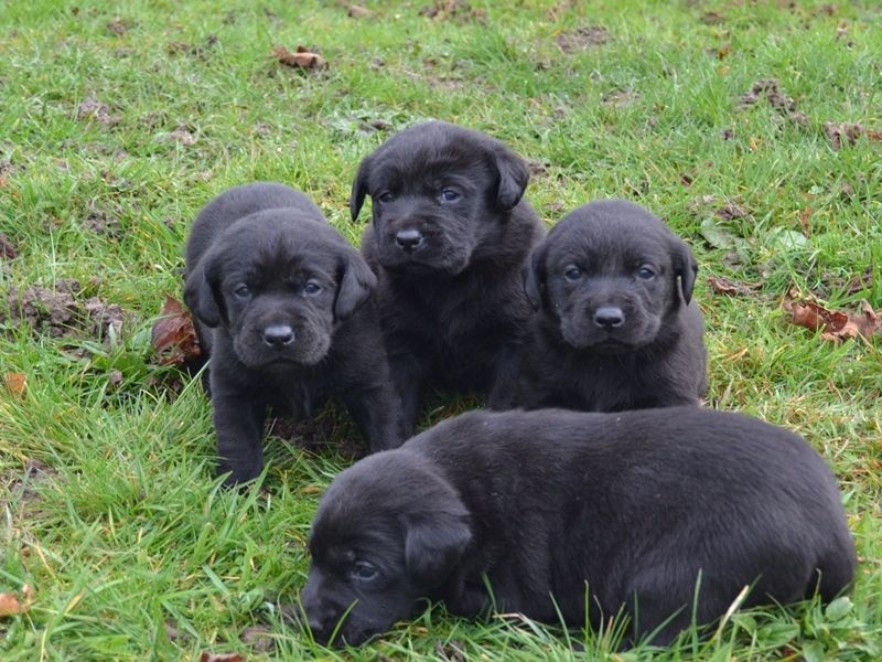 Accueil  Elevage du Bois des Lilas  eleveur de chiens Labrador Retriever noir 