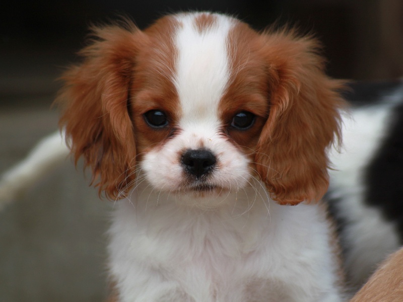 Chiot Cavalier King Charles Spaniel, mâle disponible en Ile De France, 78 Yvelines. Toutes les