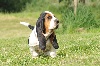 Basset Hound