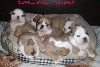 Myfairbull