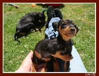 Chiots Pinscher nain disponibles sur Atara.com