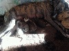 des amours du Charmaix