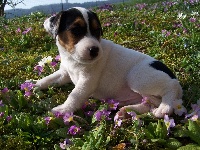 Chiots Parson Russell Terrier disponibles sur Atara.com
