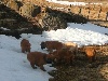 Berger des Pyrénées à poil long
