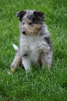 Chiots Colley à poil long disponibles sur Atara.com