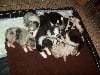 Chiots de l'�levage des Jardins du Duc de Berry