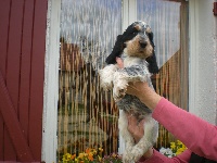 Chiots Cocker Spaniel Anglais disponibles sur Atara.com