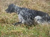 Setter anglais