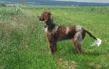 Epagneul Pont Audemer photo gallery, Picture of a Epagneul Pont Audemer , Epagneul Pont Audemer images, Epagneul Pont Audemer photo gallery