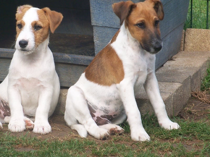 Chiot Fox Terrier Poil Lisse à Vendre