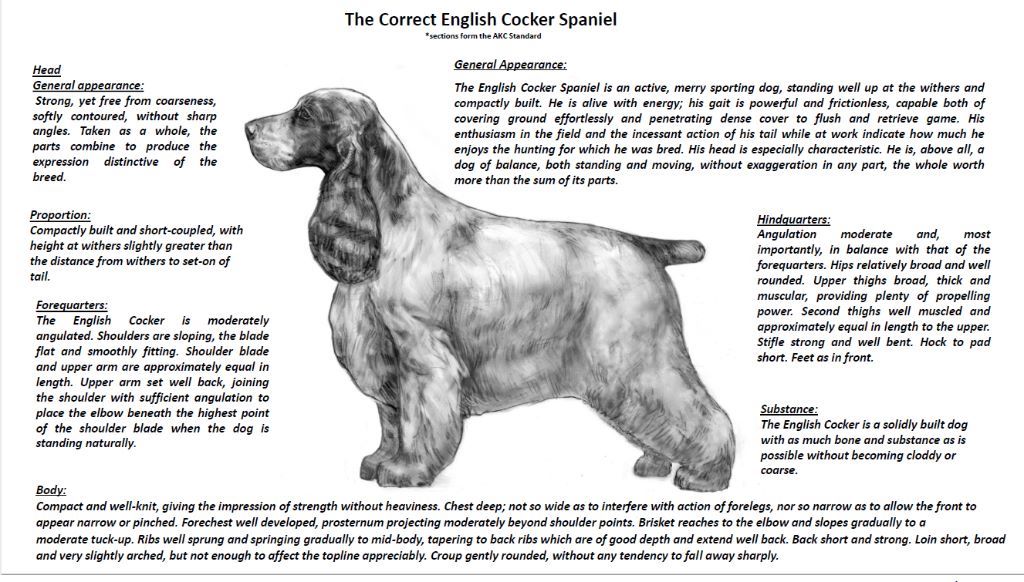 Accueil Elevage Du Pré Aux Etocs eleveur de chiens Cocker Spaniel Anglais