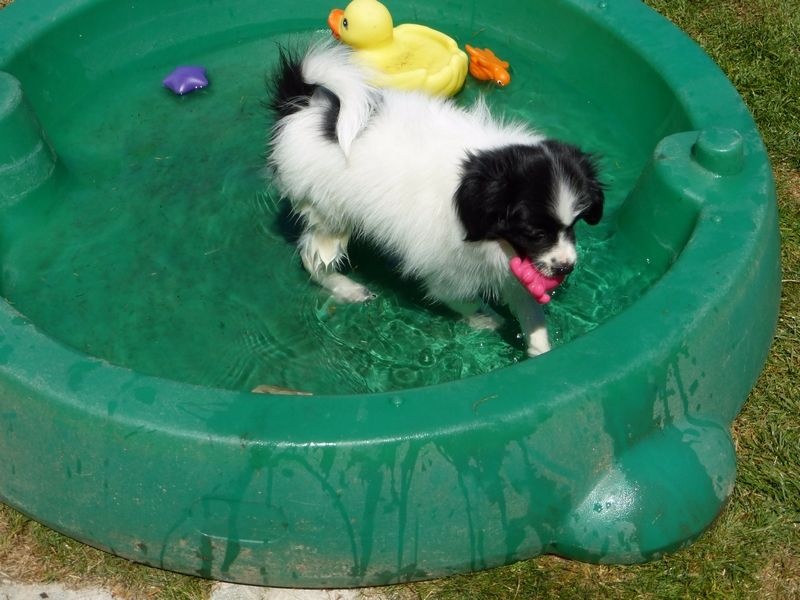 phalene du royaume d yorka vendre chiots