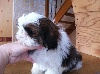 Chiots de l'�levage From Lasting Love