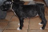 American Staffordshire Terrier