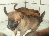 Chiots Berger Belge disponibles sur Atara.com