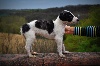 Barzoi