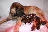 Chiots de l'�levage de la Citadelle D'Hermance