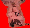 Du pr� moussey